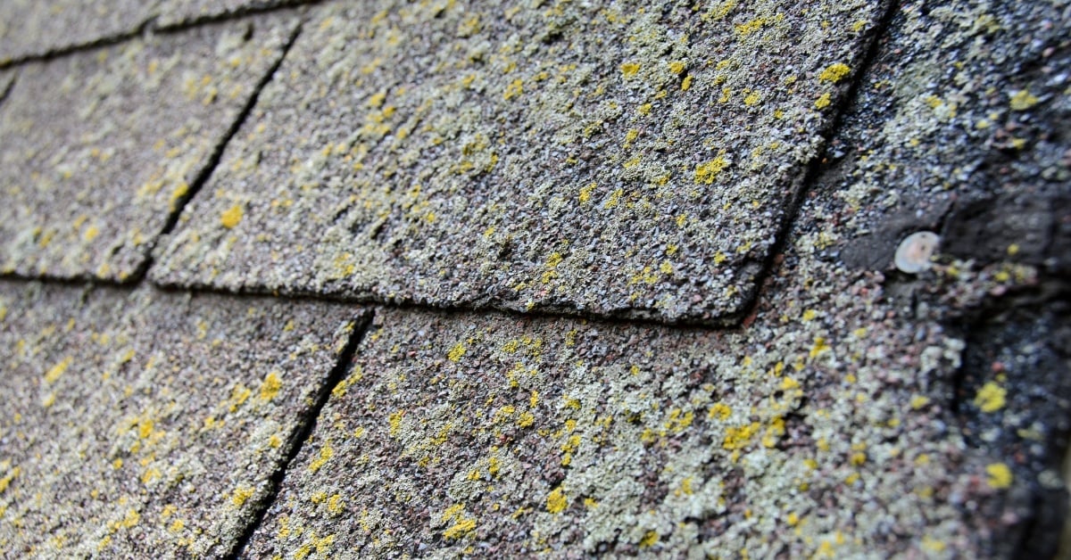 Algae on shingles